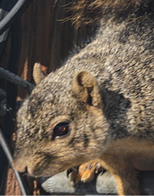 a squirrel chewing through cable lines